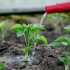 Jak správně zalévat sazenice: důležitá pravidla pro získání zdravých rostlin
